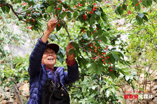 Take a cherry-picking tour to Dayuhe village