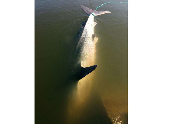 Whale shark found dead in East China