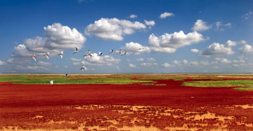 Shandong Yellow River Delta National Nature Reserve