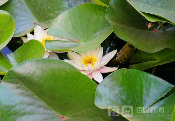 Water lilies in full bloom in Yantai