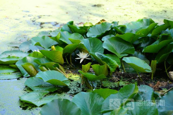 Water lilies in full bloom in Yantai