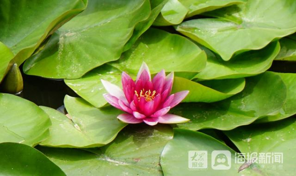 Water lilies in full bloom in Yantai