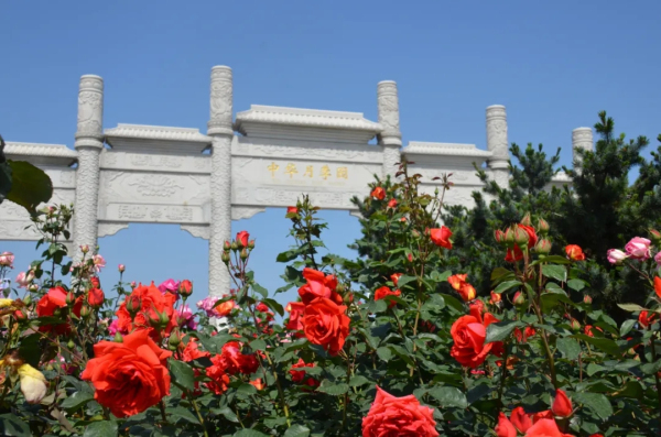 Chinese rose flowers in full bloom in Laizhou