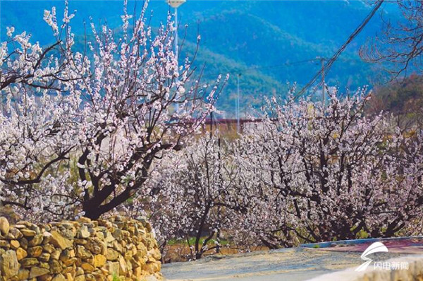 In pics: Appreciate blooming apricot flowers in Yantai village