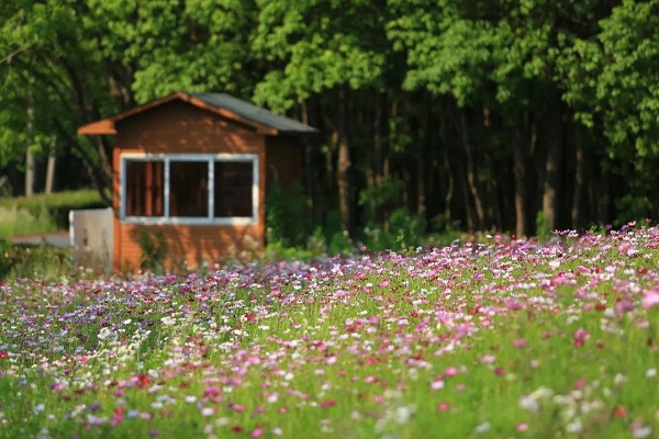 Blooming perennial coreopsis color Jiading in early summer