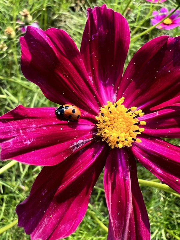 Blooming perennial coreopsis color Jiading in early summer