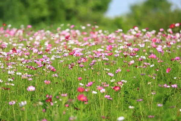 Blooming perennial coreopsis color Jiading in early summer