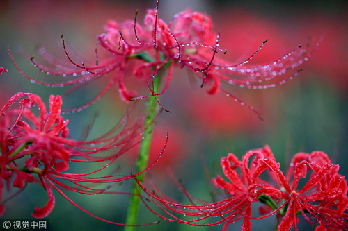 Blooming flowers grace Jiading in autumn