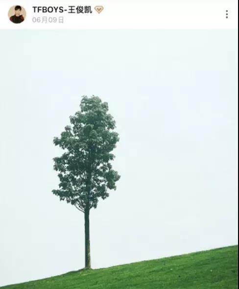 Lonely tree in Shanghai Chenshan Botanical Garden goes viral