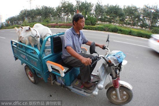 Farmer sells on-site goat milk in Shanxi