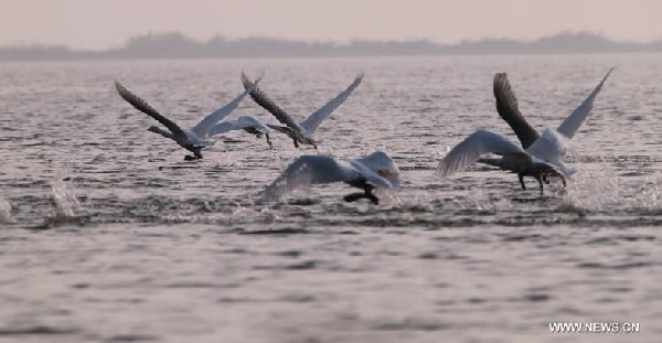 Swans take rest at wetland on Yellow River