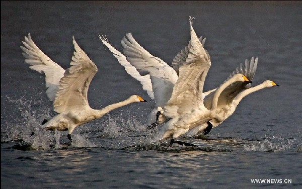 Swans take rest at wetland on Yellow River