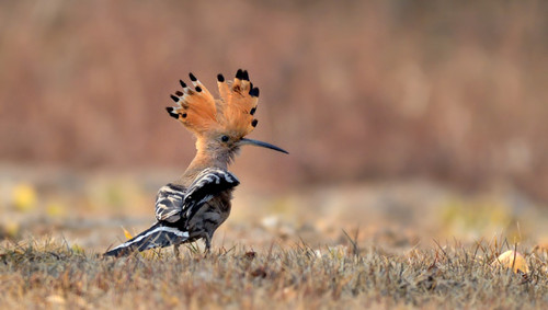 Birds flock to Taiyuan Fenhe Wetland Park