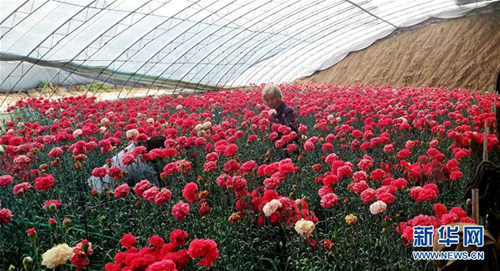 Shanxi village tackles poverty with flower industry