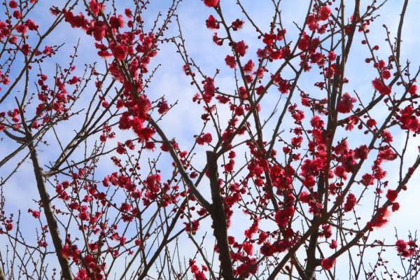 Places for admiring spring flowers in Tai'an