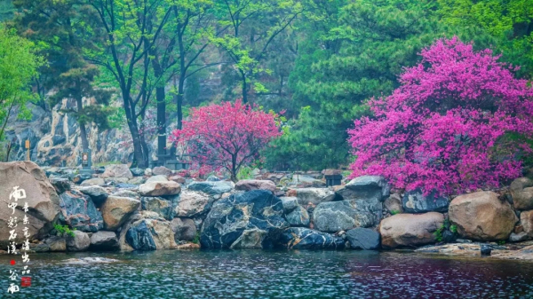 Places for admiring spring flowers in Tai'an