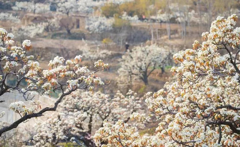 Ancient pear trees bloom in Tai'an