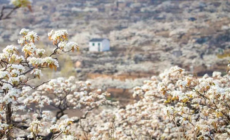 Ancient pear trees bloom in Tai'an