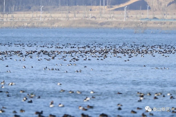 Critically endangered wild ducks spotted in Tai'an