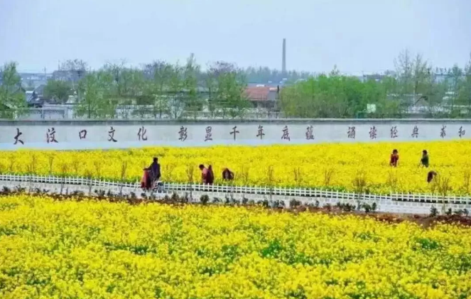 Rape flower in full bloom in Tai'an