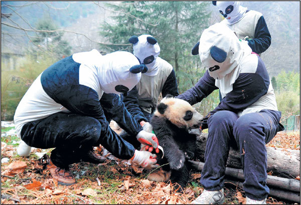 National park to drive revival of wild pandas