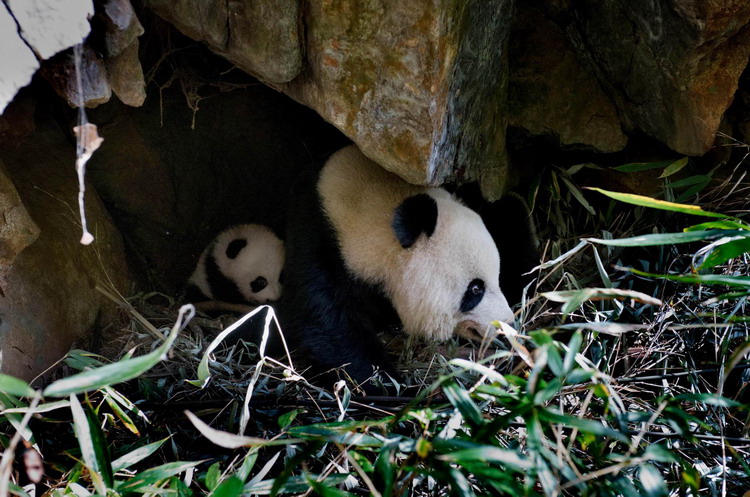 Animals as art in the Qinling Mountains