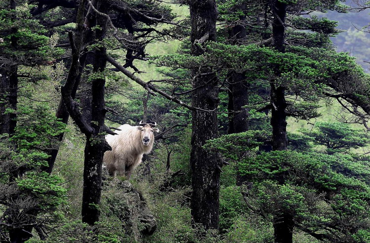 Animals as art in the Qinling Mountains