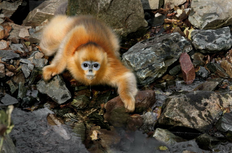 Animals as art in the Qinling Mountains