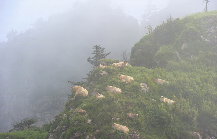 Animals as art in the Qinling Mountains