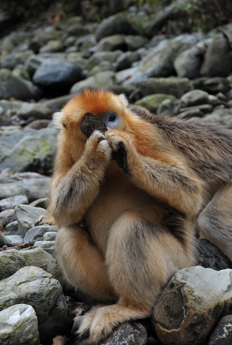 Animals as art in the Qinling Mountains