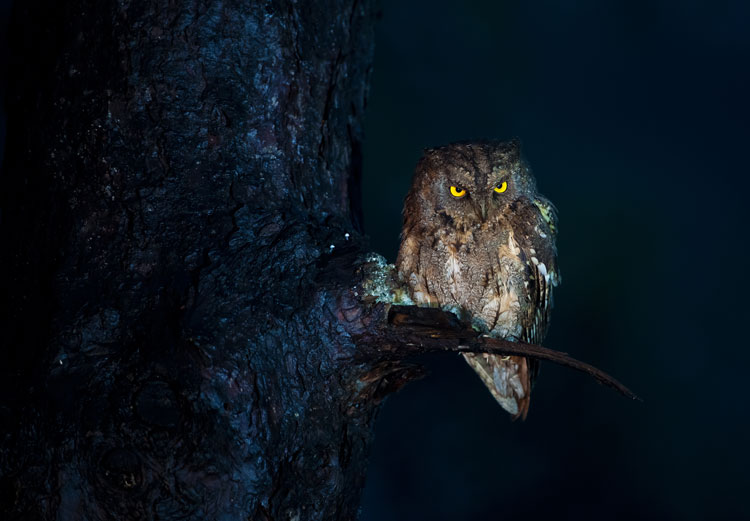 Capturing beauty of birds in the wild