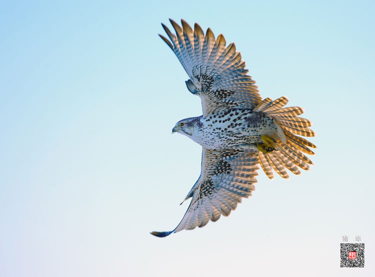 Capturing beauty of birds in the wild