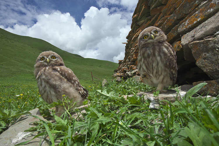 Wildlife photography pioneer blazes trail