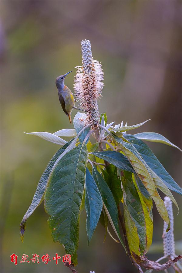 Wild birds reveal their beauty in Year of the Rooster