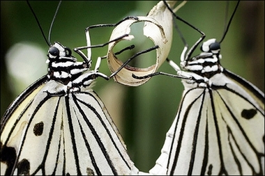 Tree nymphs 