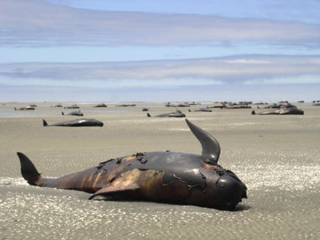 Whales stranded on New Zealand beaches, some saved