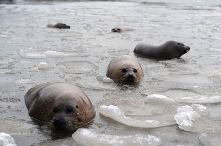 Harbor seals trapped in icy lake