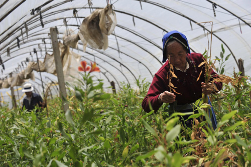 Flowers suffer from severe drought in Yunnan