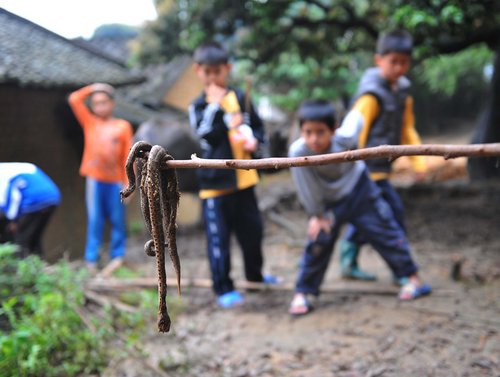 Hundreds of snakes cause panic in village