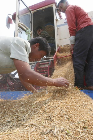 Race for wheat harvest in central China