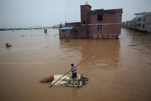 Farmers save pigs from flood