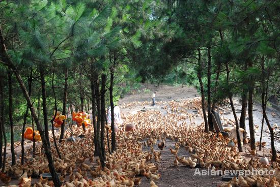 Seeking an eco-way of raising chickens