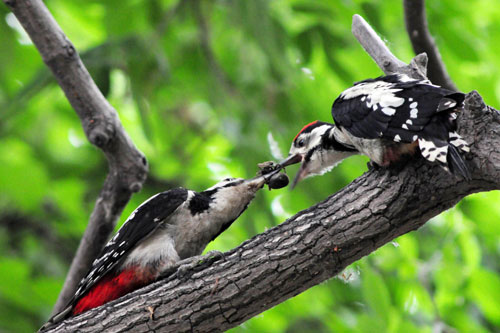 Love story of woodpecker couple