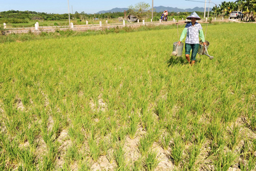 Drought worsens in Hainan