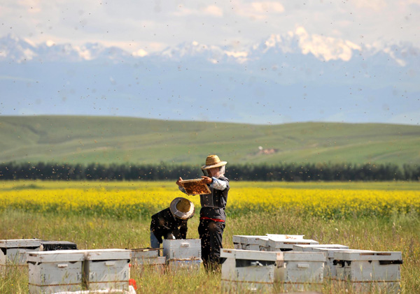 Farmers busy as bees collecting nectar