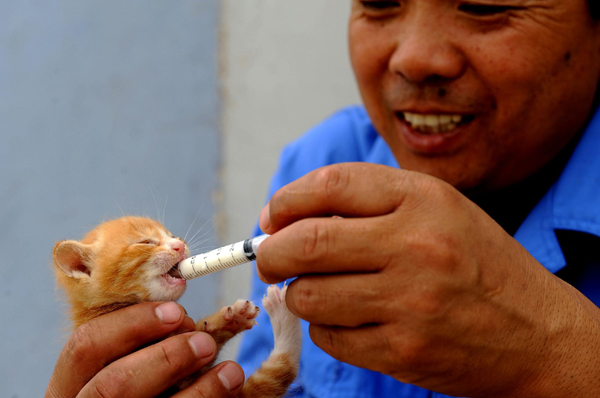 'Feline captain' and his 100 cats