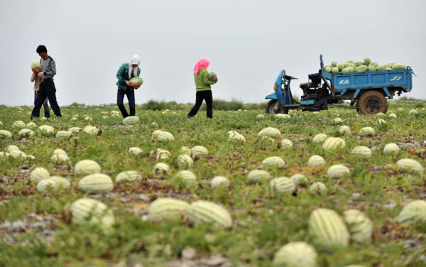 Watermelons thrive on gravel in NW China