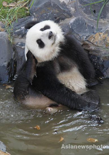 Pandas have fun in prolonged summer heat