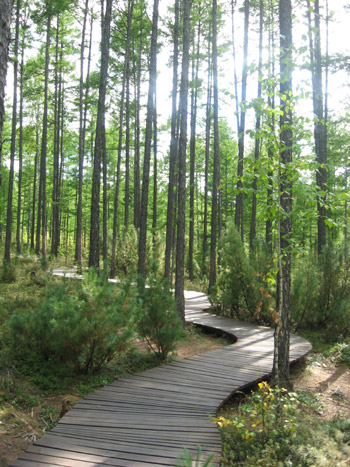 Autumn scenery in Moerdaoga National Forest Park