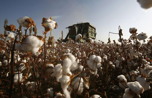 Time for cotton harvest in Xinjiang